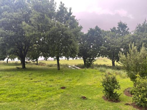 a group of trees in a field with green grass at Walkersons Trout and Nature Haven in Dullstroom