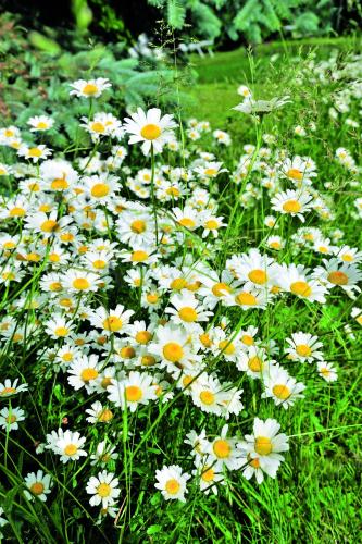 a field of white and yellow flowers in the grass at Hotel Pension Heidi in Dobel
