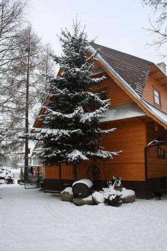 a snow covered christmas tree in front of a house at Agroturystyka u Marii in Białka Tatrzańska