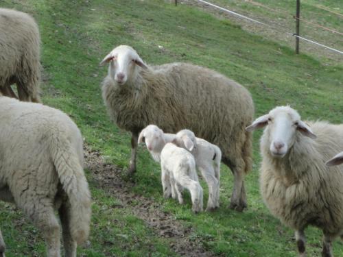a herd of sheep standing in a field at Agriturismo Alla Vecchia Quercia in Pergola