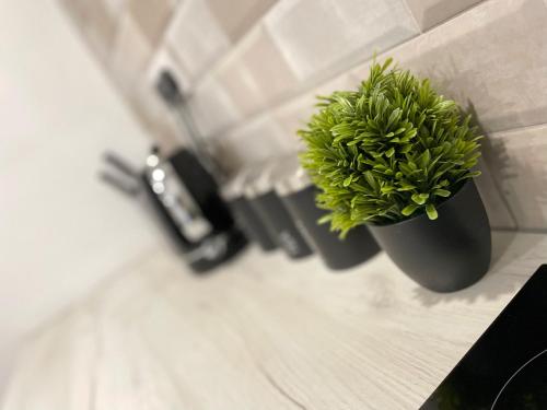 a green plant in a black pot on a counter at Luxurious New 2 Bed Apartment in Burnley, Lancashire in Burnley