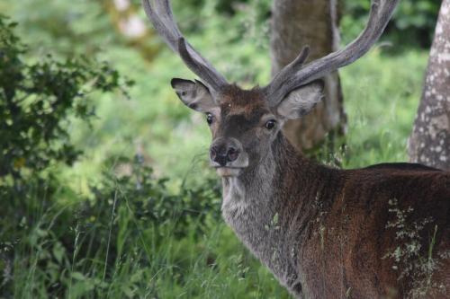 a deer with antlers standing in the grass at Linnhe Apartment, Kinlochlaich House in Appin