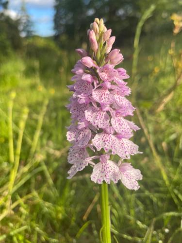 a pink flower on a green stem in a field at Linnhe Apartment, Kinlochlaich House in Appin