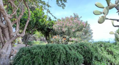 a garden with bushes and trees and flowers at Nelinda Waterfront Accommodation in Ischia