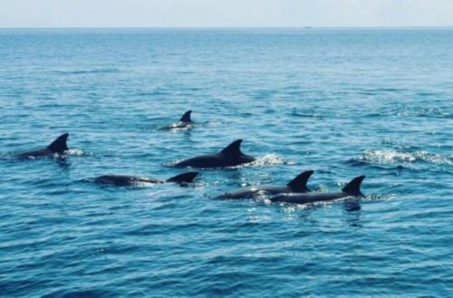 Animales en la villa o alrededores