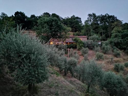 a house in the middle of a field of olive trees at Agriturismo Tananei in Marliana