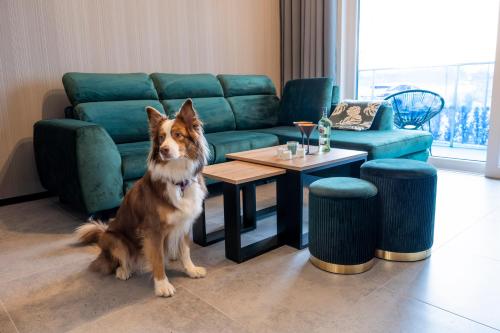 a dog sitting in a living room next to a couch at Aquarius Residence - Apartament Jamesa Bonda 007 in Boszkowo