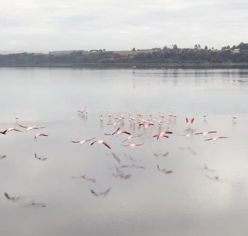 a flock of birds flying over a body of water at Cabañas y Tinajas Rio Quenuir in Maullín