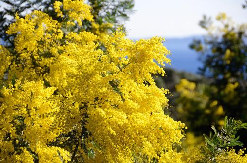 a tree with yellow flowers on it at Charmante maison au coeur du village de Saint-Trojan-les-Bains in Saint-Trojan-les-Bains