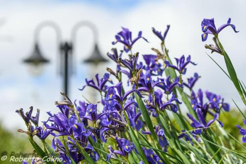 a bunch of purple flowers in front of a group of lights at Artesoro Baserria in San Pedro de Galdames