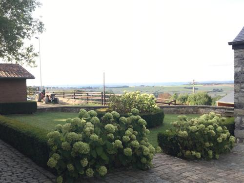 a garden with green bushes and a cactus at Les Confidences de Messire Sanglier, stylished guest houses in Beauraing