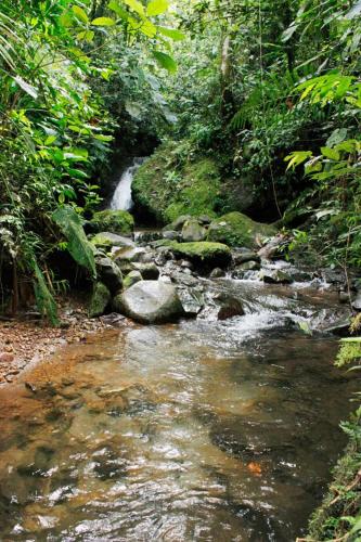 a stream of water with rocks in a forest at Alojamiento EL GITANO in Filandia