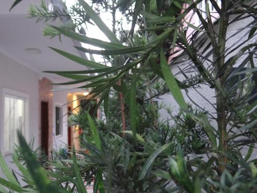 a bunch of green plants in a room at BORA BORA RESIDENCE in Joinville