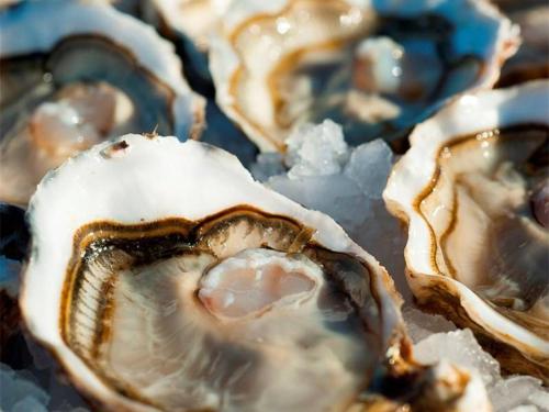 un groupe d'huîtres assises au sommet de la glace dans l'établissement Charmant T2 Mezzanine, 4 Couchages, Clim, Terrasse, Piscine, Parking Privé - Marseillan - FR-1-326-387, à Marseillan