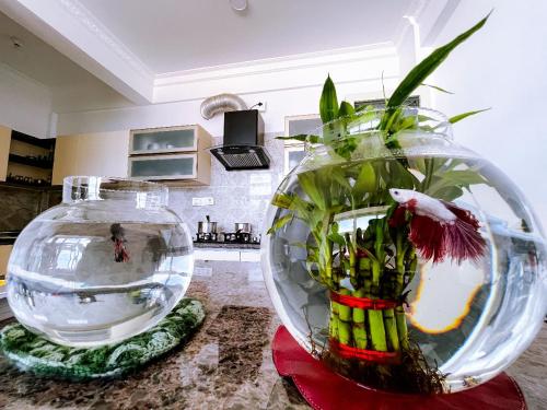 two large vases sitting on a counter with a fish tank at RVR Abode -Private Rooms in Bangalore