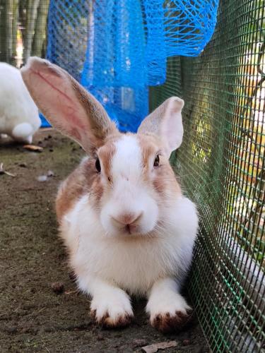 a brown and white rabbit sitting in a cage at Anamala Serenity Homestay Kerala in Lakkidi