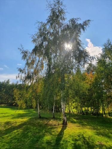 Ein Baum auf einem Feld mit der Sonne dahinter in der Unterkunft Ptaszkova PrzyStań in Ptaszkowa