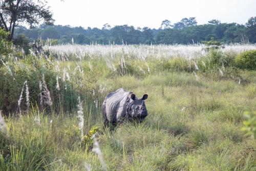 a rhino walking through a field of tall grass at Kasara Chitwan in Chitwan
