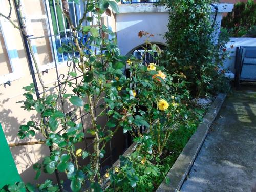 een tuin met gele bloemen en een hek bij al porticciolo in Trieste
