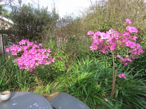 a bunch of pink flowers in a garden at Blue Bell Guesthouse in Tzaneen