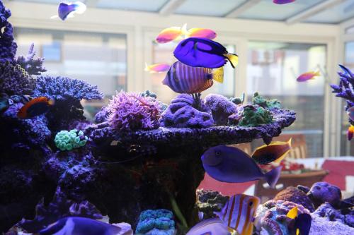 a aquarium filled with lots of colorful fish at Chau-Asiatisches-Restaurant und Pension in Rüdersdorf