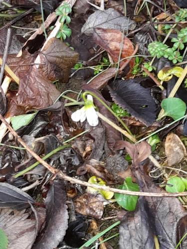 a white flower on the ground with leaves at Fónagy Apartmanok in Nagyvisnyó