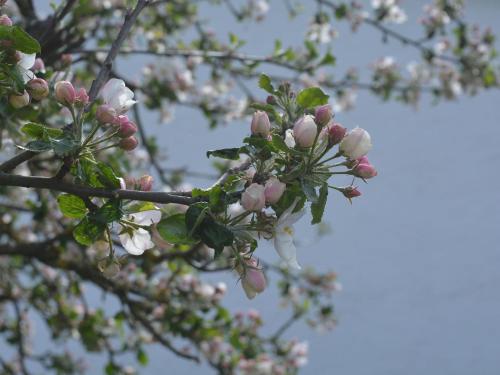 シュマレンベルクにあるFerienwohnung Dorlarの白い花の枝