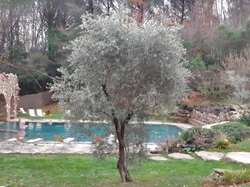 a tree in a yard next to a swimming pool at gite Da Clara in Serrazzano