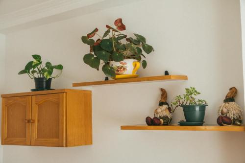 dos estanterías con plantas y un armario en una pared en A Solaina, en Redondela