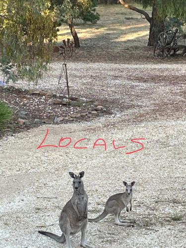 Animales en el tented camp o alrededores