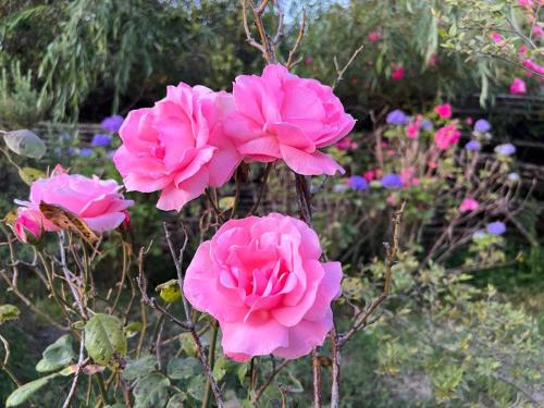 a group of pink flowers in a garden at Hamilton's Place Bed and Breakfast in Ensenada