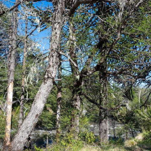 a group of trees in a wooded area at Los Cantos del Agua in Malalcahuello
