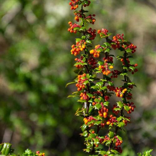 a tall plant with lots of red and orange flowers at Los Cantos del Agua in Malalcahuello