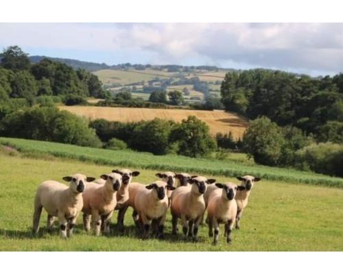 una manada de ovejas de pie en un campo en Furze, en Watchet