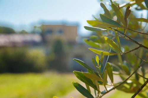 a close up of a tree branch with a building in the background at Agriturismo La Vecchia Fattoria in Orte