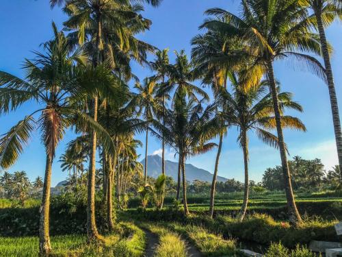 una fila de palmeras en un campo en Rumah Kalpataru, en Yogyakarta