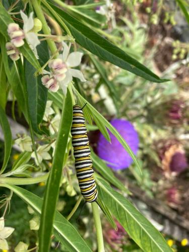 a caterpillar is sitting on a plant with flowers at Flowerhaven - glamping dome in Hamilton