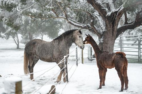 two horses standing in the snow next to a tree at Galahad's Animal Sanctuary B&B in Gisborne