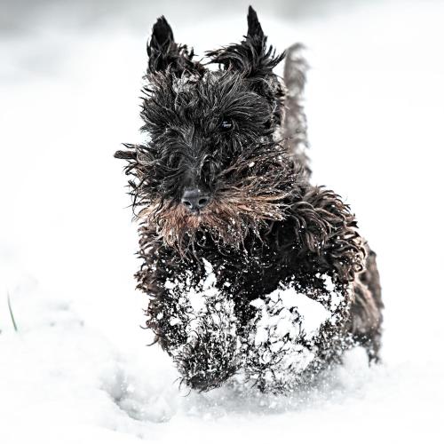 a black dog running through the snow at Galahad's Animal Sanctuary B&B in Gisborne