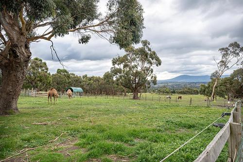 a group of horses grazing in a field with a tree at Galahad's Animal Sanctuary B&B in Gisborne