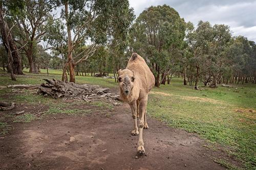 a cow walking down a dirt road in a field at Galahad's Animal Sanctuary B&B in Gisborne