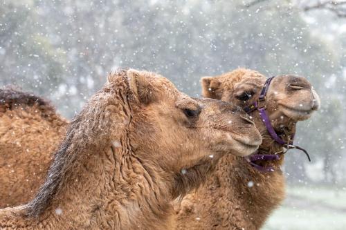 two camel standing next to each other in the snow at Galahad's Animal Sanctuary B&B in Gisborne