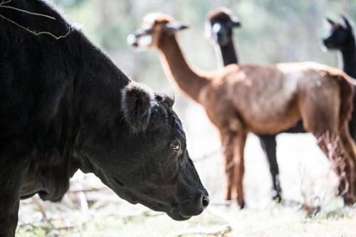 a group of animals standing in a field at Galahad's Animal Sanctuary B&B in Gisborne
