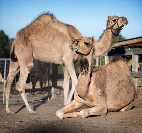 two camels standing next to each other on the ground at Galahad's Animal Sanctuary B&B in Gisborne