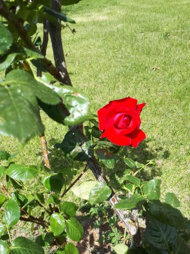 una rosa roja está sentada en la hierba en B&B Porta del Gargano, en San Marco in Lamis
