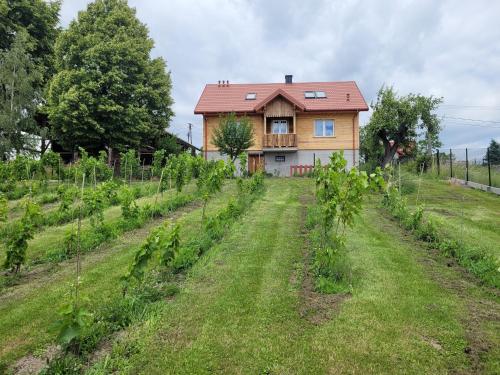 a house in a field with a row of vines at Fantastic View Vineyard Beskid Mountains in Gruszów