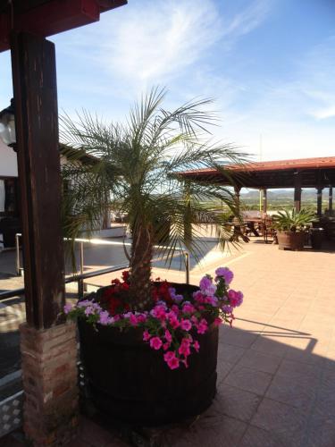 a potted plant with a palm tree and flowers at Hotel Villaggio Ristorante Pizzeria Museo TANIT in Carbonia
