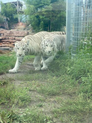 two white tigers standing next to a fence at Malkia Penzion in Orechová Potôň
