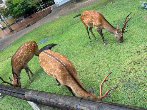 three deer grazing on the grass in a yard at Ryokan Kousen Kazeya Group in Nara