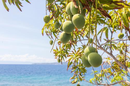a bunch of fruit hanging from a tree near the ocean at Beachfront Mansion and Seascape Villas Calatagan with Outdoor Pool in Calatagan